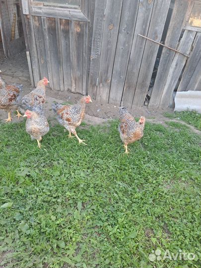 Петух билефельдер