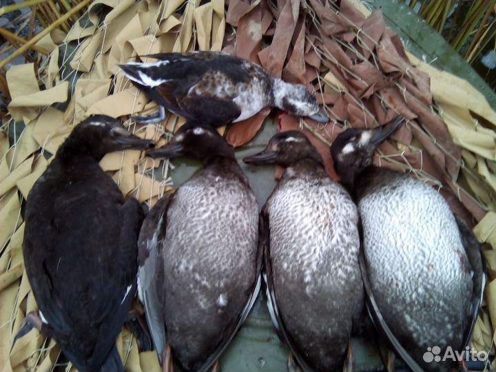 Охота на утку, гуся В ярославской области