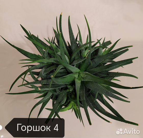 Хавортия (суккулент) - горшок