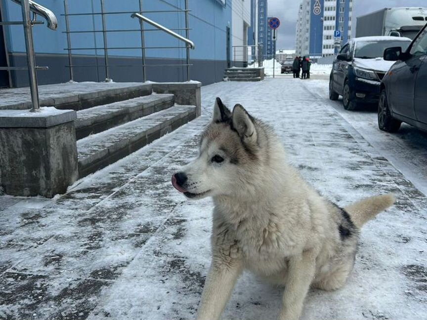 Собака в добрые руки отдам бесплатно