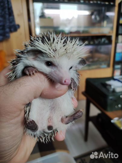 Ёжик африканский карликовый