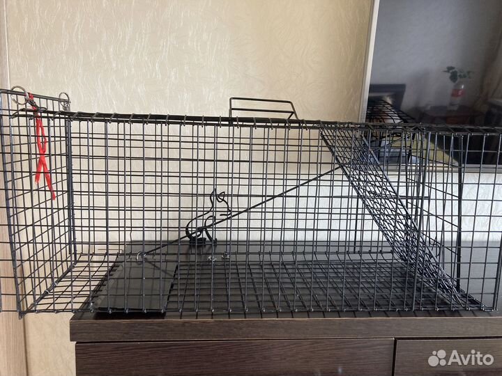 Кошколовка в аренду