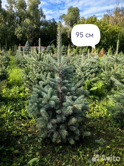 Ель голубая 0,7-2,5 м