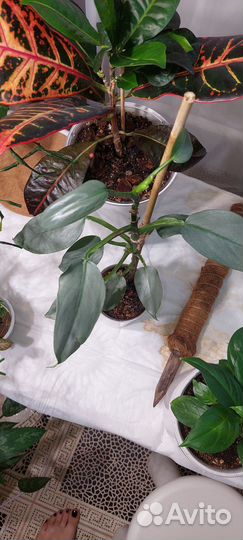Филодендрон хастатум