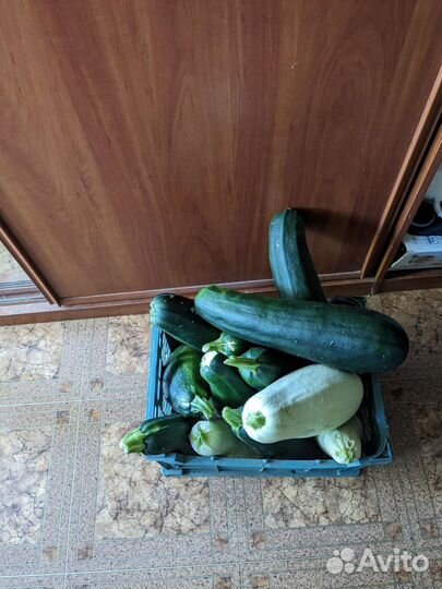 Кабачки свежие