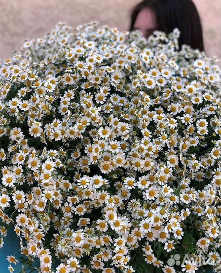 Цветы ромашки