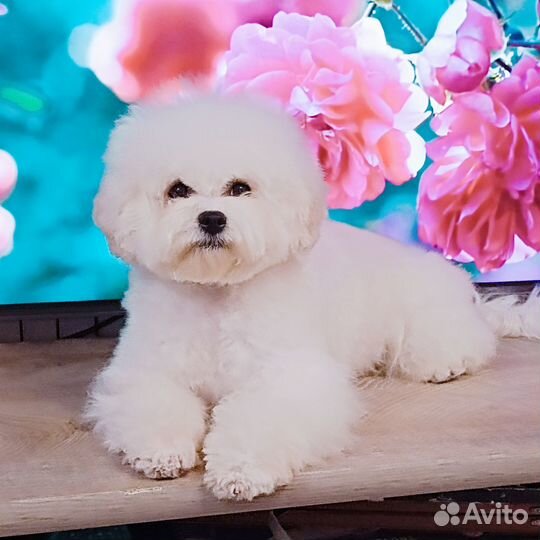 Шикарная девочка с выставочной харизмой