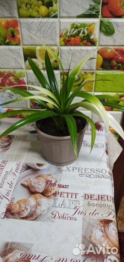 Панданус вариегатный