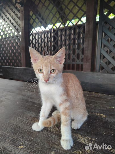 Персиковый котик в добрые руки бесплатно