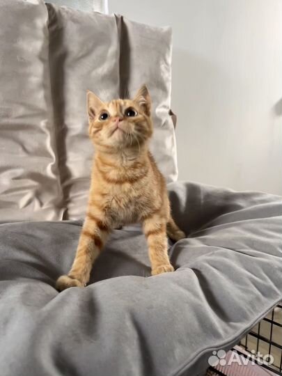 Отдам котенка, 3 мес. Мальчик