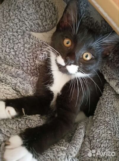 Котенок девочка