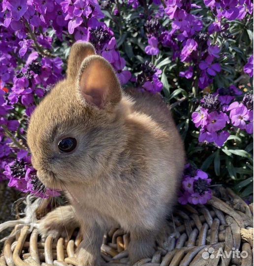 Домашние Карликовые Кролики mini Привитые