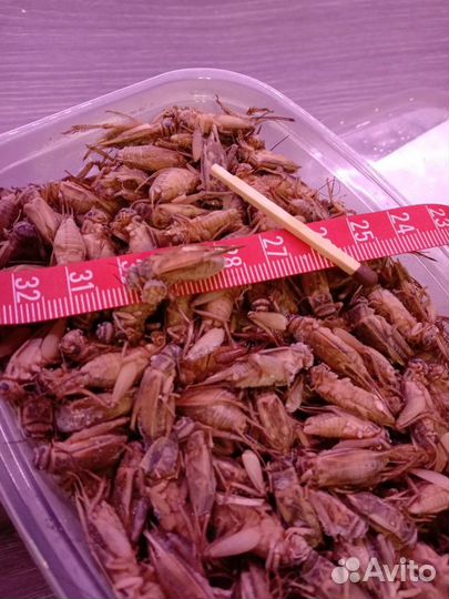 Живой Сверчок домовой, сверчки,зофобас