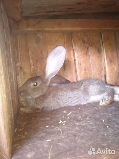 Кролик фландер