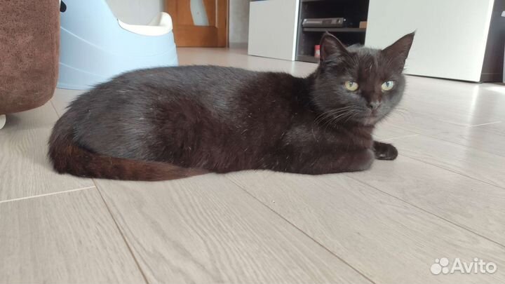 Кошка в добрые ручки