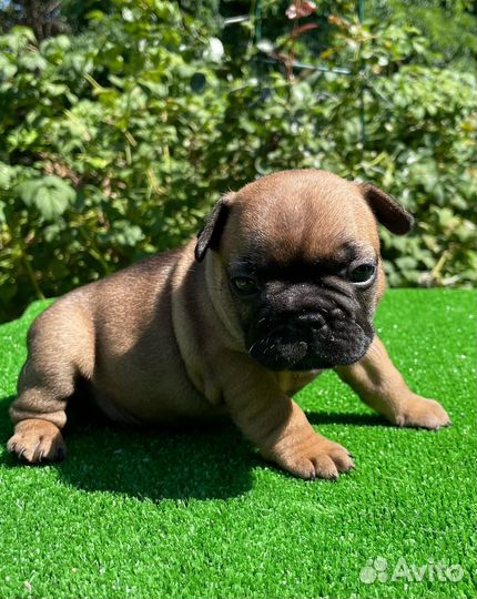 Французский бульдог щенки РКФ