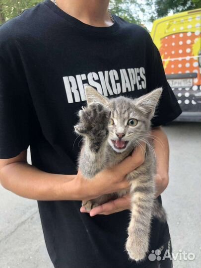 Отдам в добрые руки