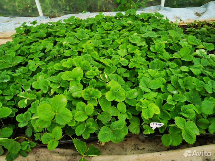 Рассада клубники кассетная