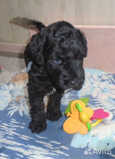 Щенки керри блю терьера