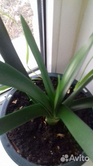 Clivia) Кливия