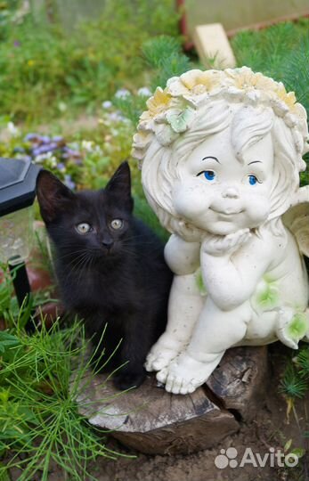 Черный котенок в добрые руки