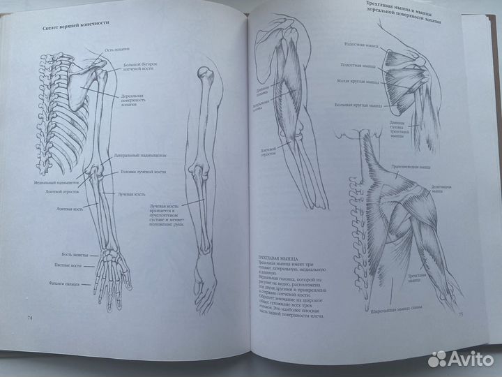 Л. Гордон. Рисунок.Техника рисования человека