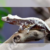 Реснитчатый бананоед самец Лилли Вайт Сноуфлейк