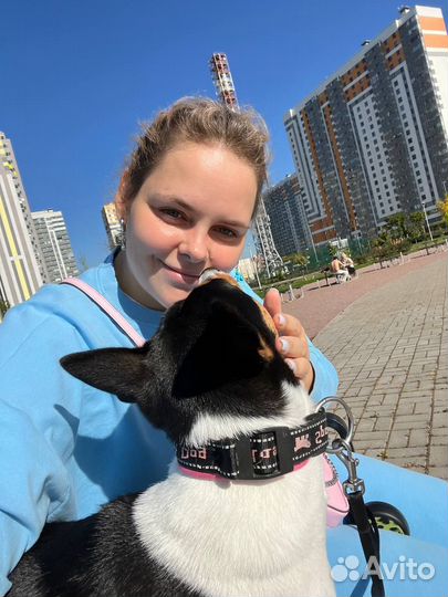 Vip Индивидуальная Передержка собаки