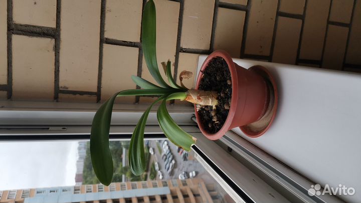 Кливия киноварная