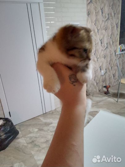Британские вислоухие котята
