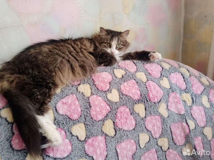 Кошечка Маруся