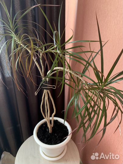 Комнатные цветы драцена