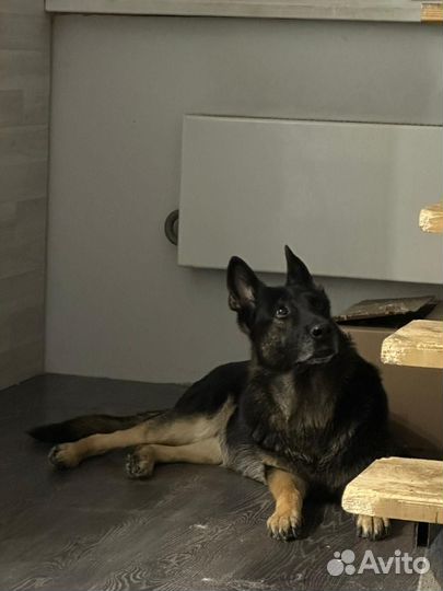 В добрые руки