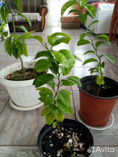 Мандариновое дерево ростки