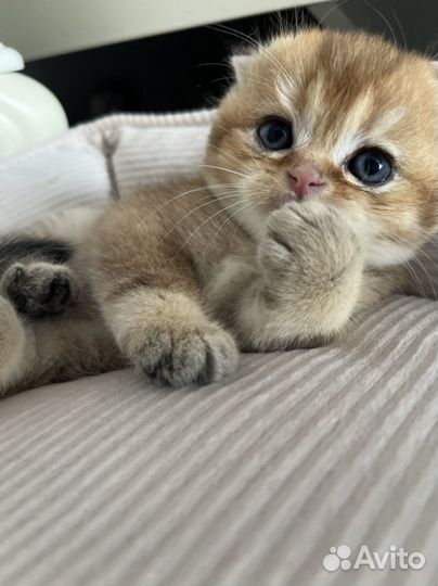 Шотландские золотые шиншиллы котята