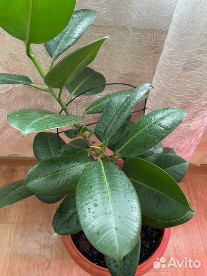 Фикус каучуковый