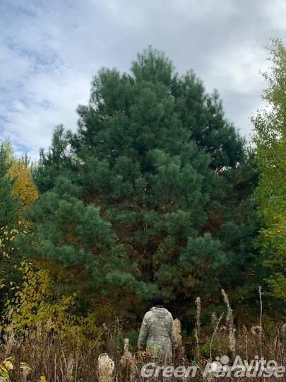 Сосна обыкновенная