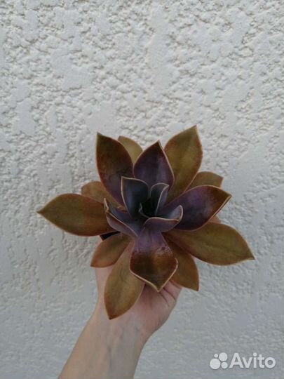 Суккуленты