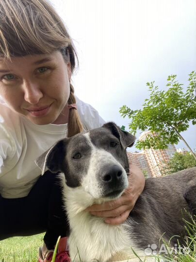 Собака в добрые руки