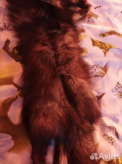 Шкурка лисы чернобурки