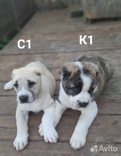 Среднеазиатская овчарка, сао, Алабай