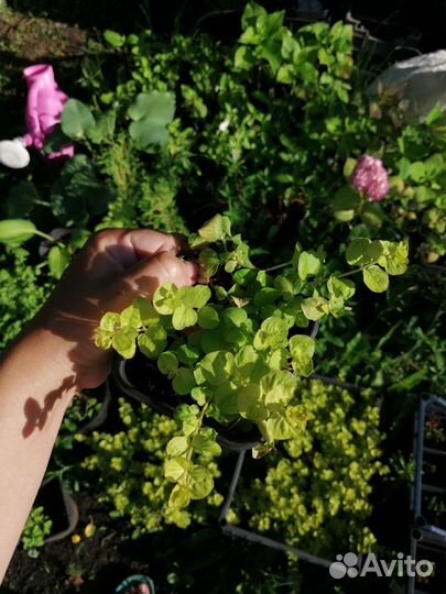 Вербейник монетчатый жёлтый лизимахия