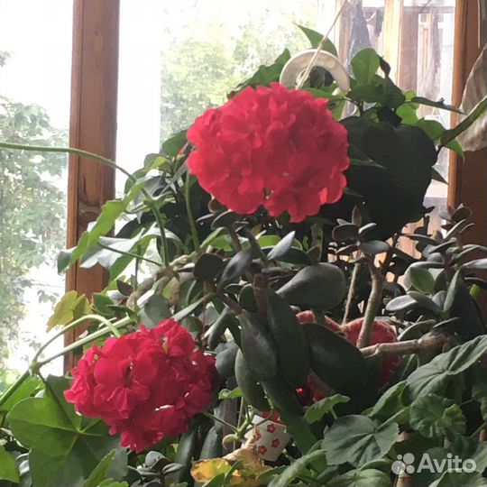 Герань красная розебудная