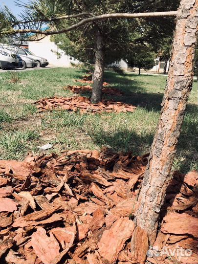 Кора сосновая