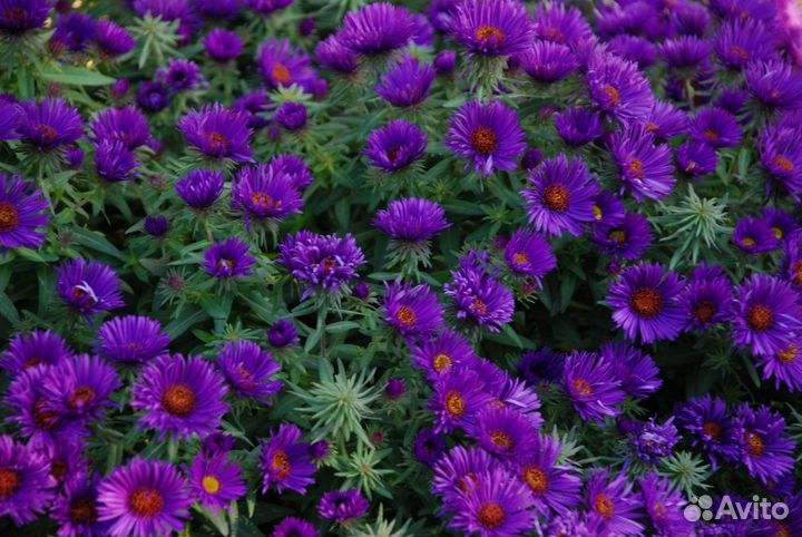 Разные сентябринки