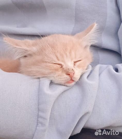 Рыжий котенок (девочка)