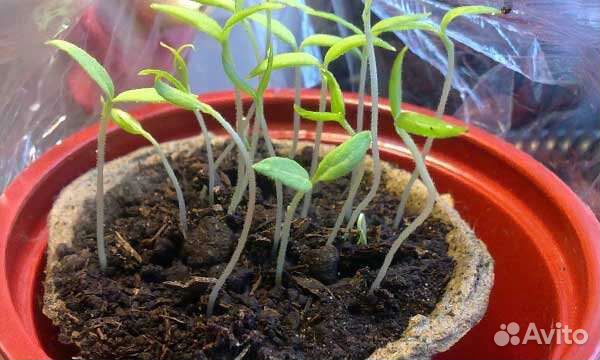 Паслён комнатный семена