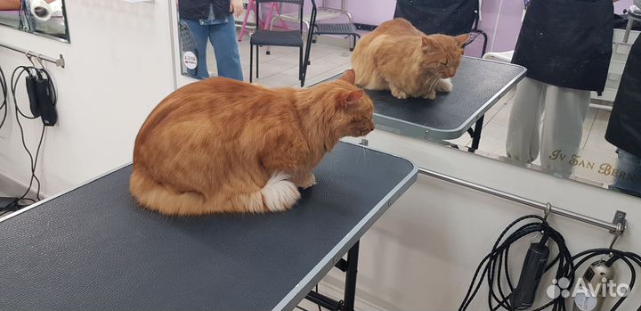 Услуги грумера