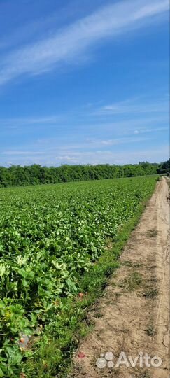 Рассада клубники азия