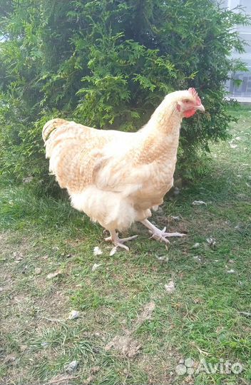 Петушки Орпингтон